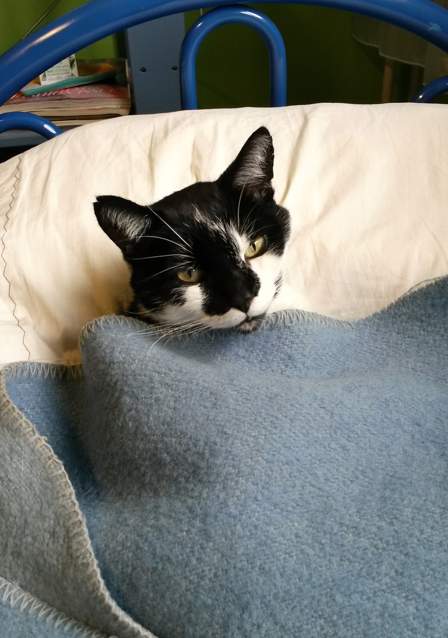 frontal photo of a black-and-white cat tucked into bed, his head raised up slightly from a white pillow, body covered by a blue blanket, looking at the camera sleepily